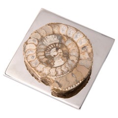 FERMACHE WITH AMMONITE - real fossil of the Paleozoic Era rounded biege #3