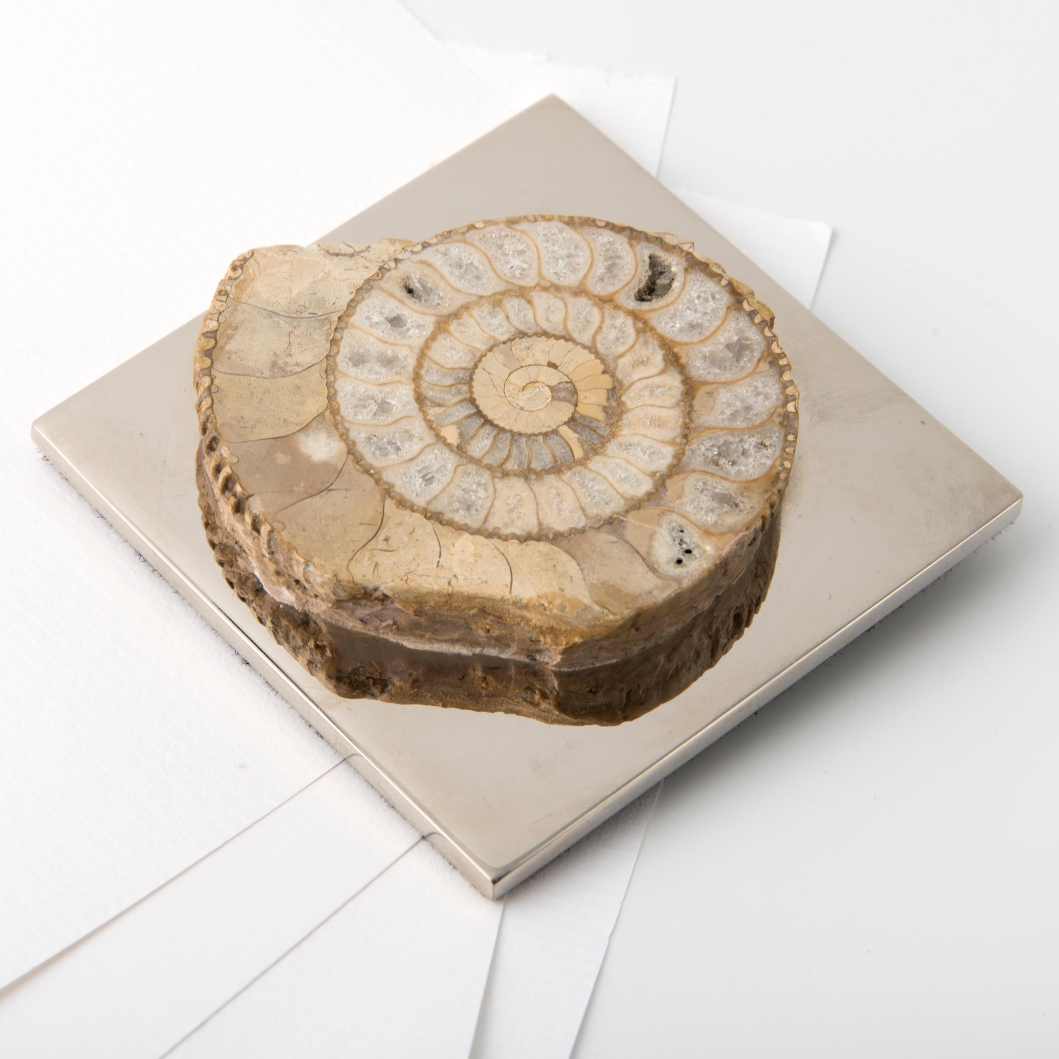 Add a touch of history and sophistication to your desk with this unique paperweight with authentic ammonite, a one-of-a-kind piece that combines natural charm with modern design. Ammonite, a fossil dating back some 400 million years, has a rounded