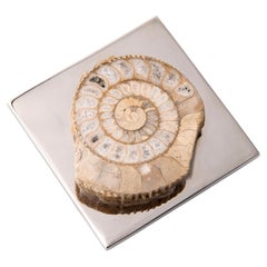Paperweight with Authentic Ammonite - Elegant and Unique Design