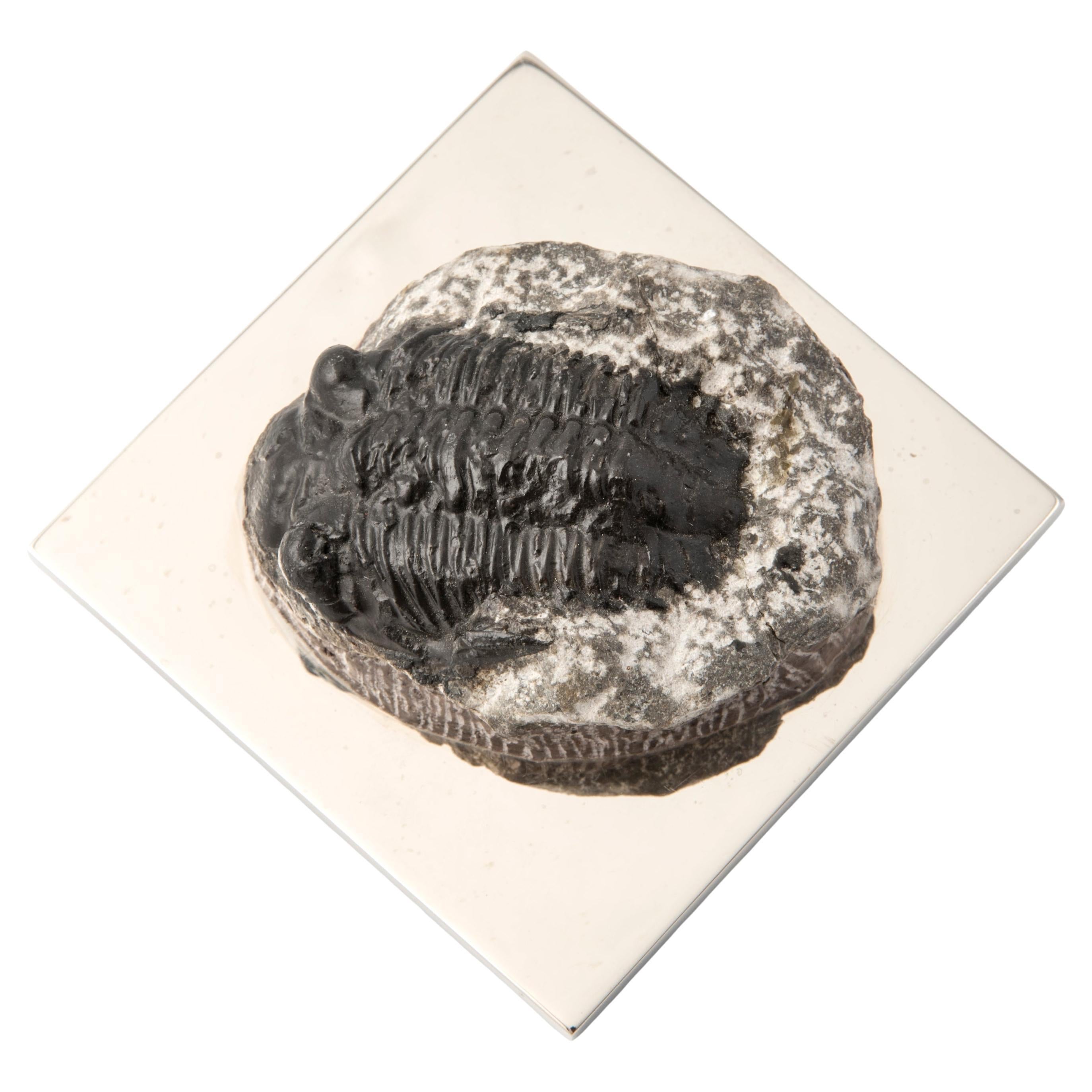 FERMACHE WITH TRILOBITE real fossil of the Paleozoic Era to admire and use #1 For Sale