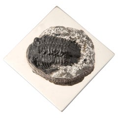 FERMACHE WITH TRILOBITE real fossil of the Paleozoic Era to admire and use #1
