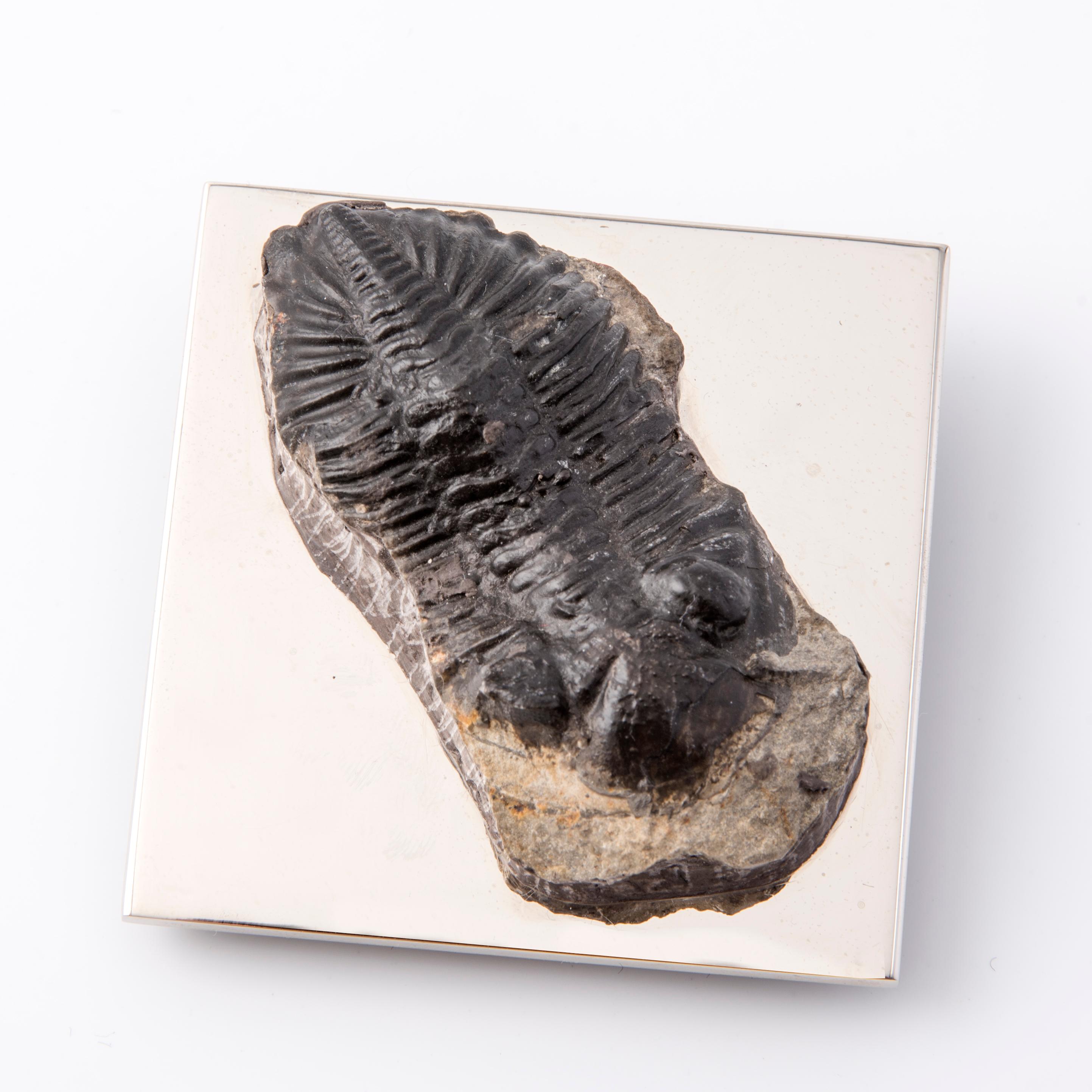On a basis  in polished metal lies a magnificent fossil of genuine trilobite that seems to rest on top of a rock. Today, this exceptional marine organism  lived millions of years ago, unique and unrepeatable, lives again in a  astonishing 
