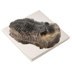 TRILOBITE TRILOBITE fósil real de la Era Paleozoica para admirar y utilizar #2