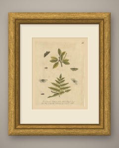 Fern Feeding Caterpillar and Moths, Albin Antique Hand-Colored Plate 98, 1720