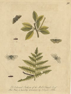 Fern Feeding Caterpillar and Moths, Albin Antique Hand-Colored Plate 98, 1720