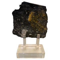 Fern Fossil Sculpture Mounted on Lucite Base