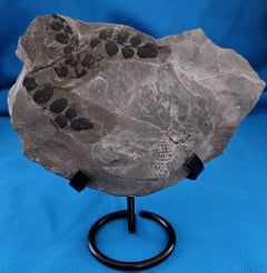 Spécimen de fougère fossile, espèce Neuropteris probablement éteinte, 300 millions d'années