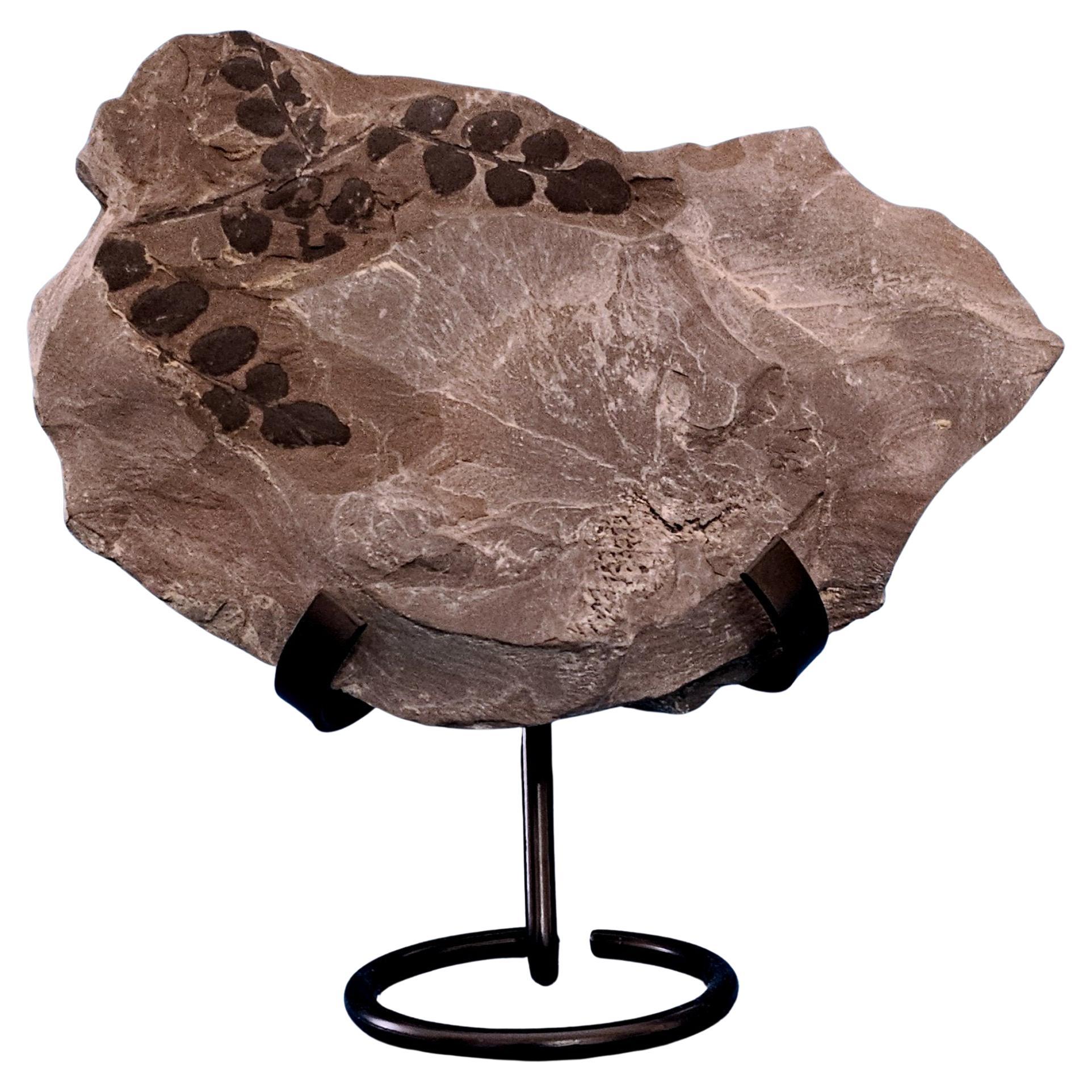 Fern Fossil Specimen, Extinct Neuropteris species likely, 300 million years old For Sale