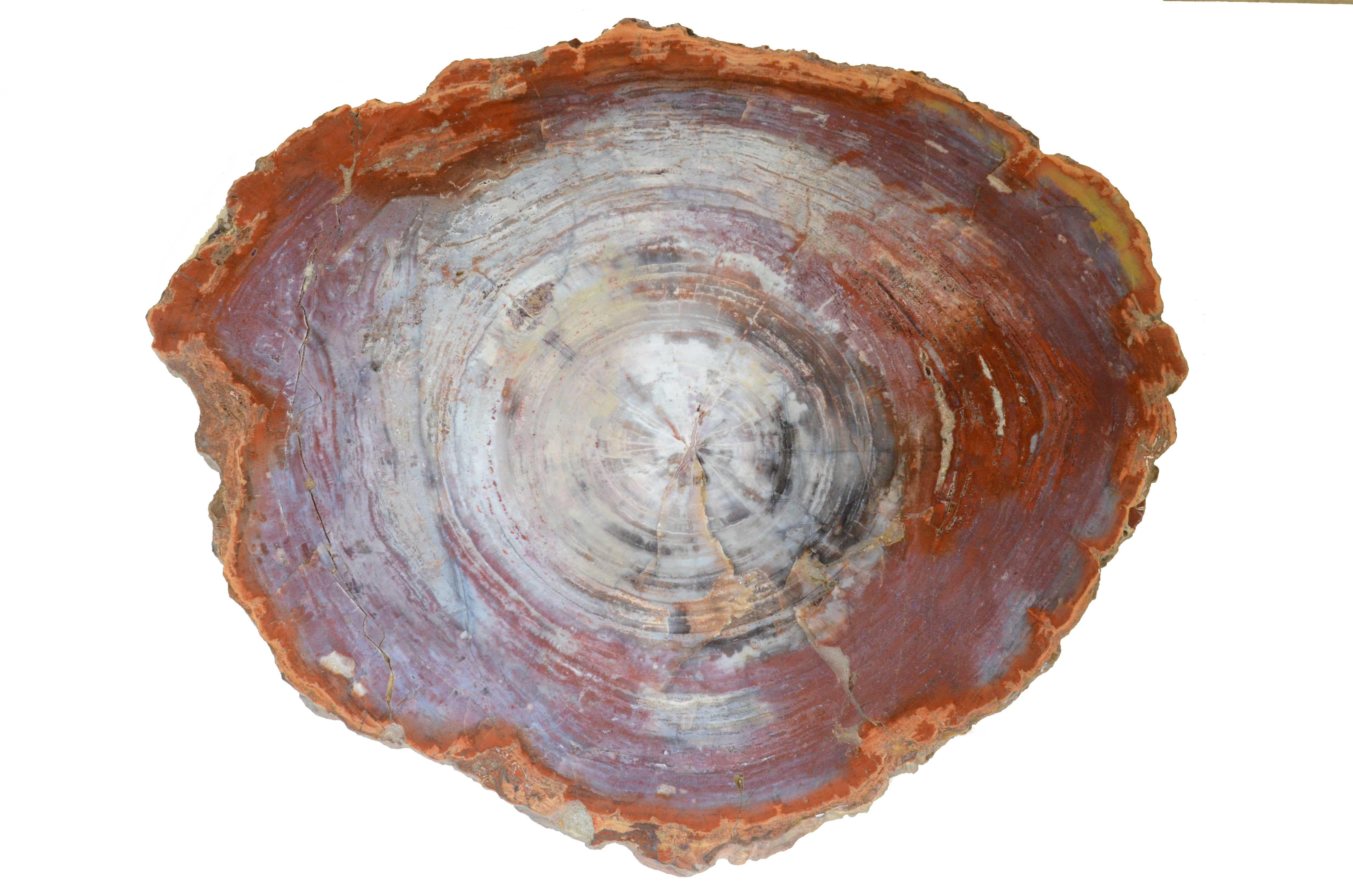 Tranche de bois de la forêt pétrifiée d'Arizona datant de la période triasique. Il s'agit d'une tranche de tronc avec l'écorce du conifère Araucarioxylon Arizonicum, une espèce éteinte qui est le fossile de l'État de l'Arizona.
Bon état de