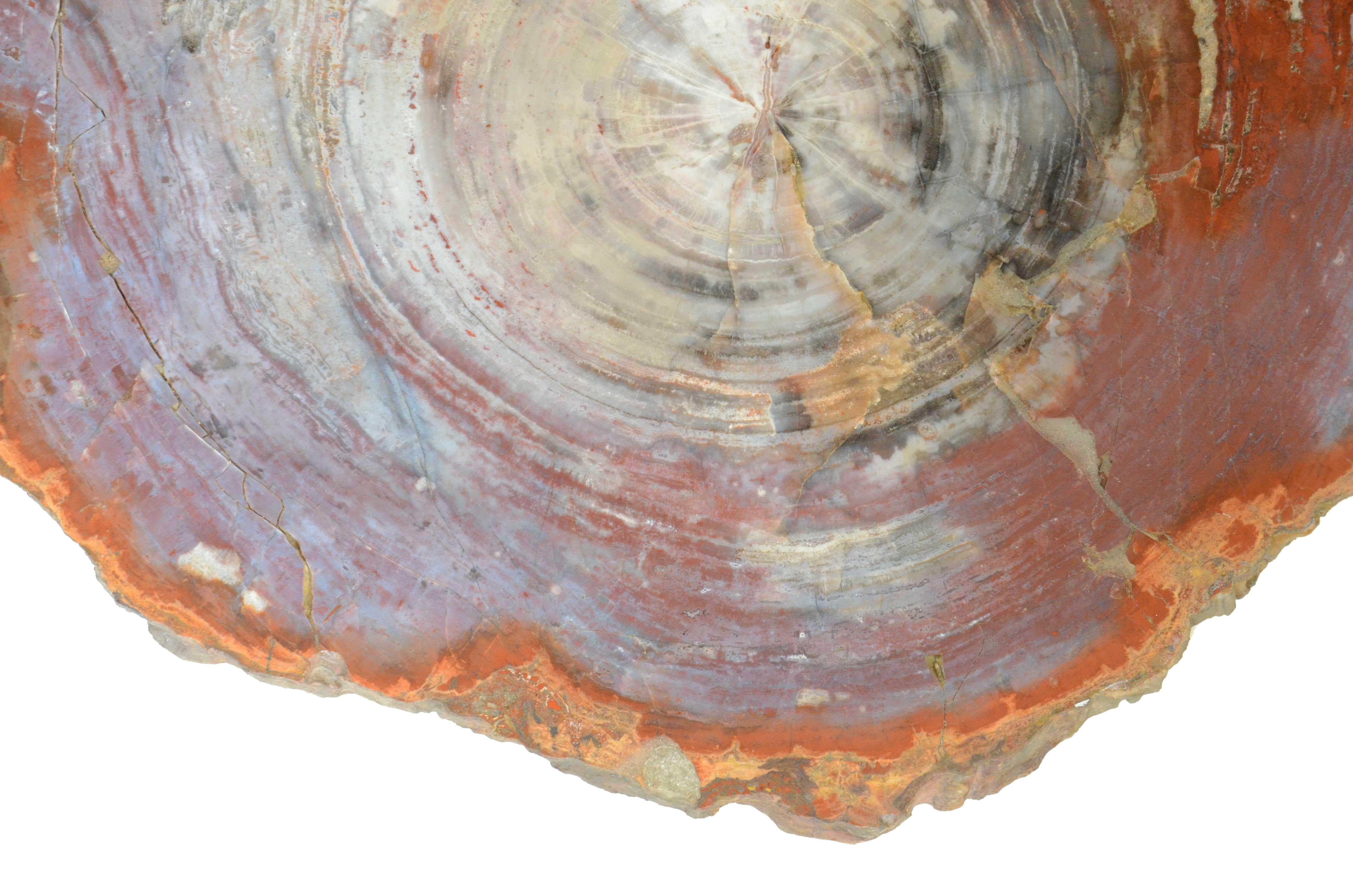 Bois Tranche de bois de la forêt pétrifiée d'Arizona datant de la période triasique en vente