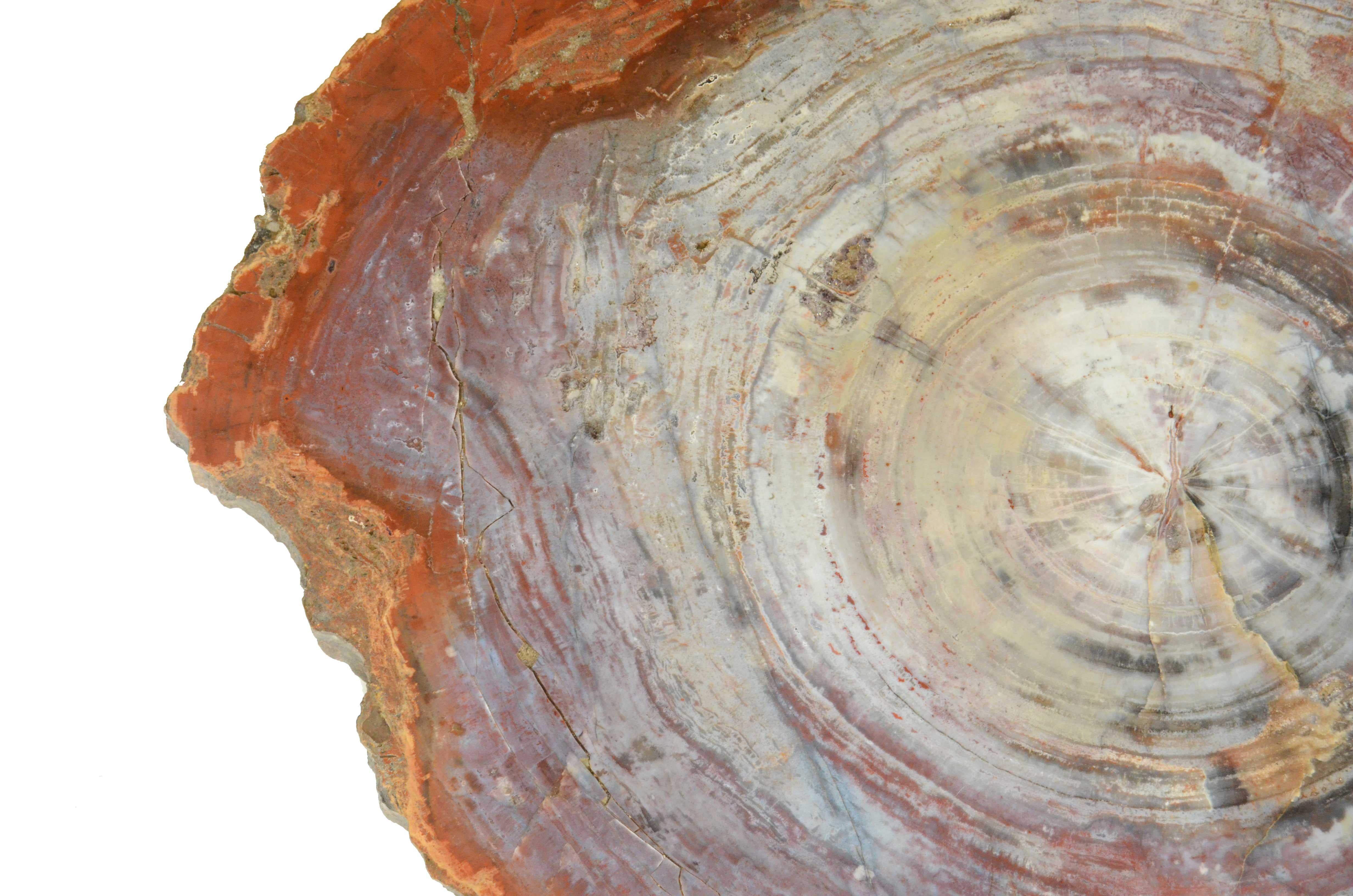 Tranche de bois de la forêt pétrifiée d'Arizona datant de la période triasique en vente 1