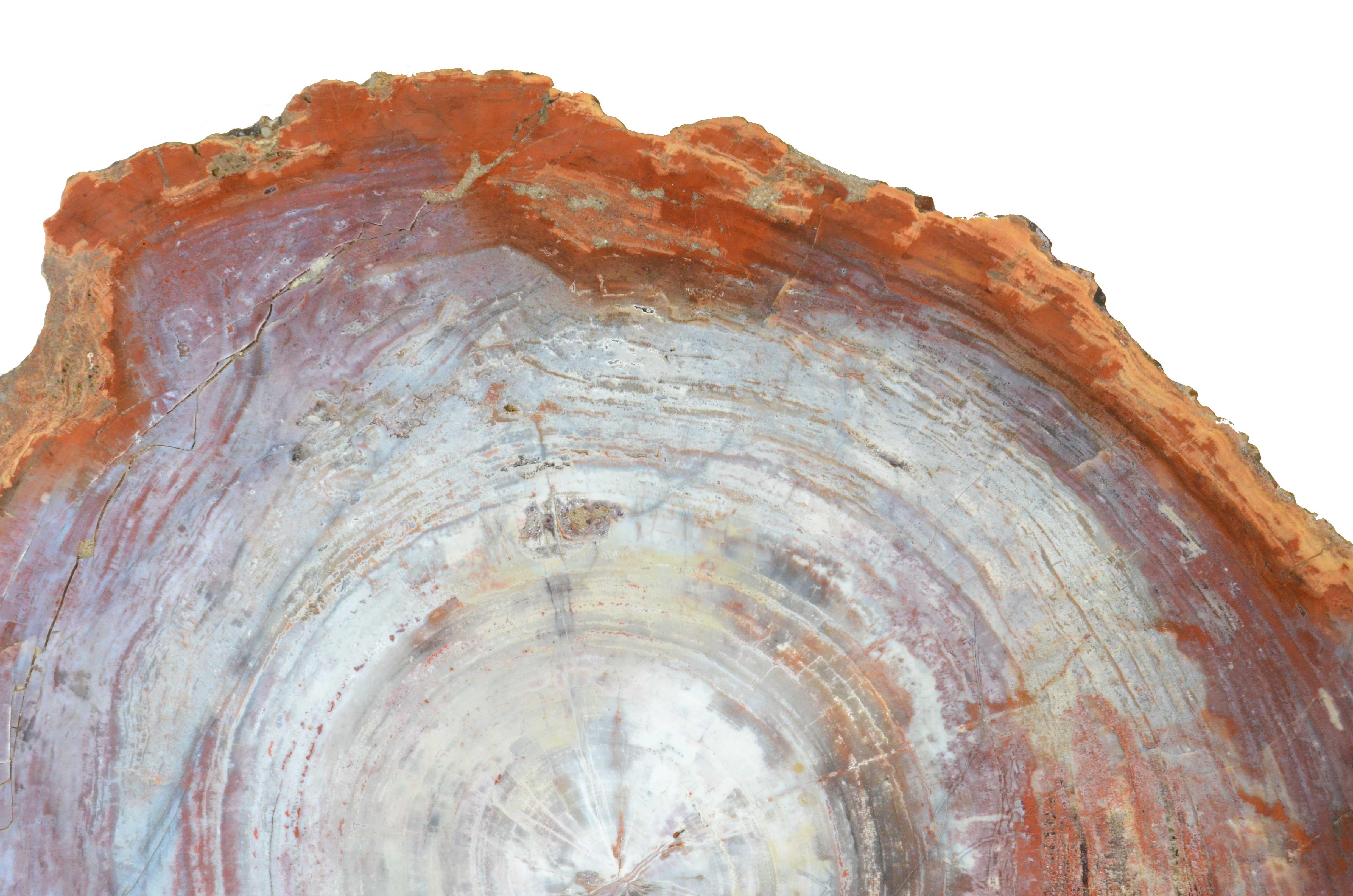 Tranche de bois de la forêt pétrifiée d'Arizona datant de la période triasique en vente 3