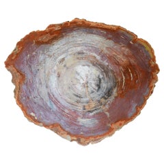 Slice of wood from Arizona's Petrified Forest and dating back to the Triassic period