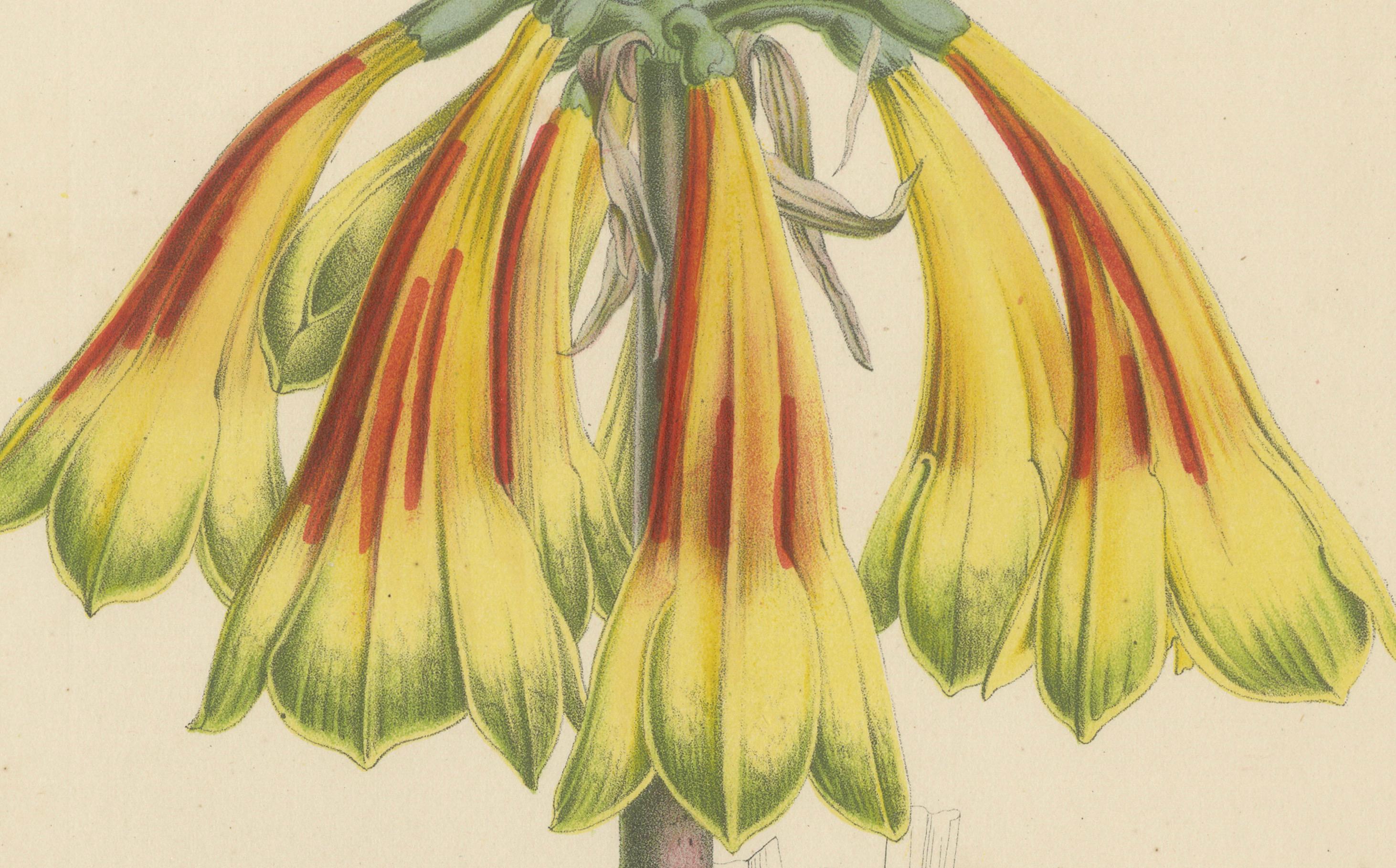 Bei der abgebildeten Pflanze handelt es sich um Cyrtanthus obliquus, auch bekannt als Feuerlilie oder schräger Cyrtanthus.

Beschreibung von Cyrtanthus obliquus:
- Botanische Merkmale: Diese Pflanze zeichnet sich durch ihre auffälligen,