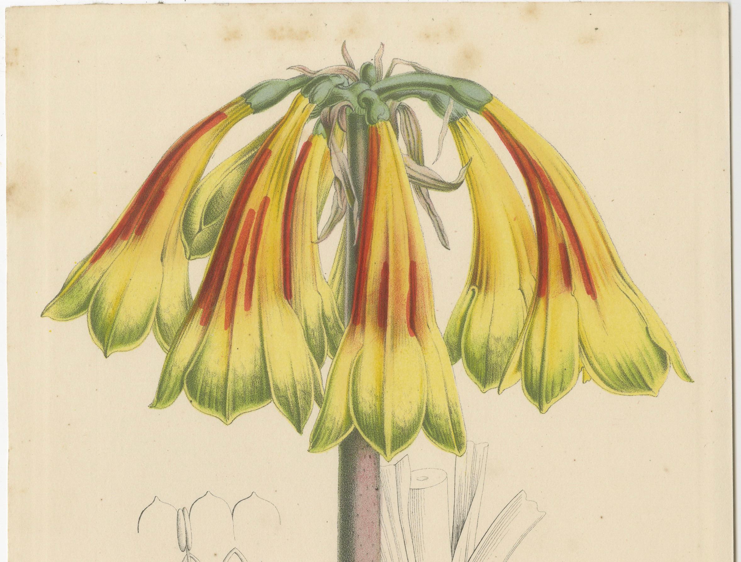 Feurige Eleganz: Die Feuerlilie in der botanischen Vintage-Kunst, um 1875 (Spätes 19. Jahrhundert) im Angebot