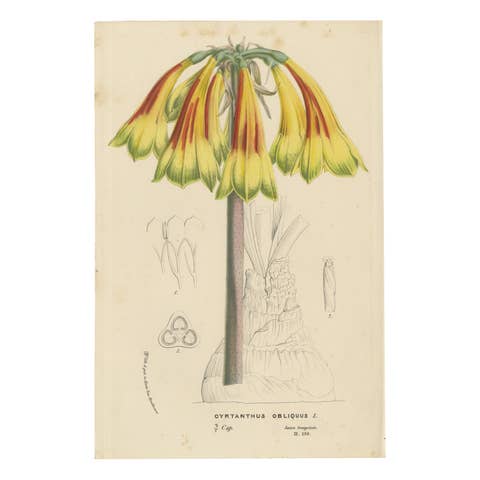 Fiery Elegance: The Fire Lily in Vintage Botanical Art, circa 1875