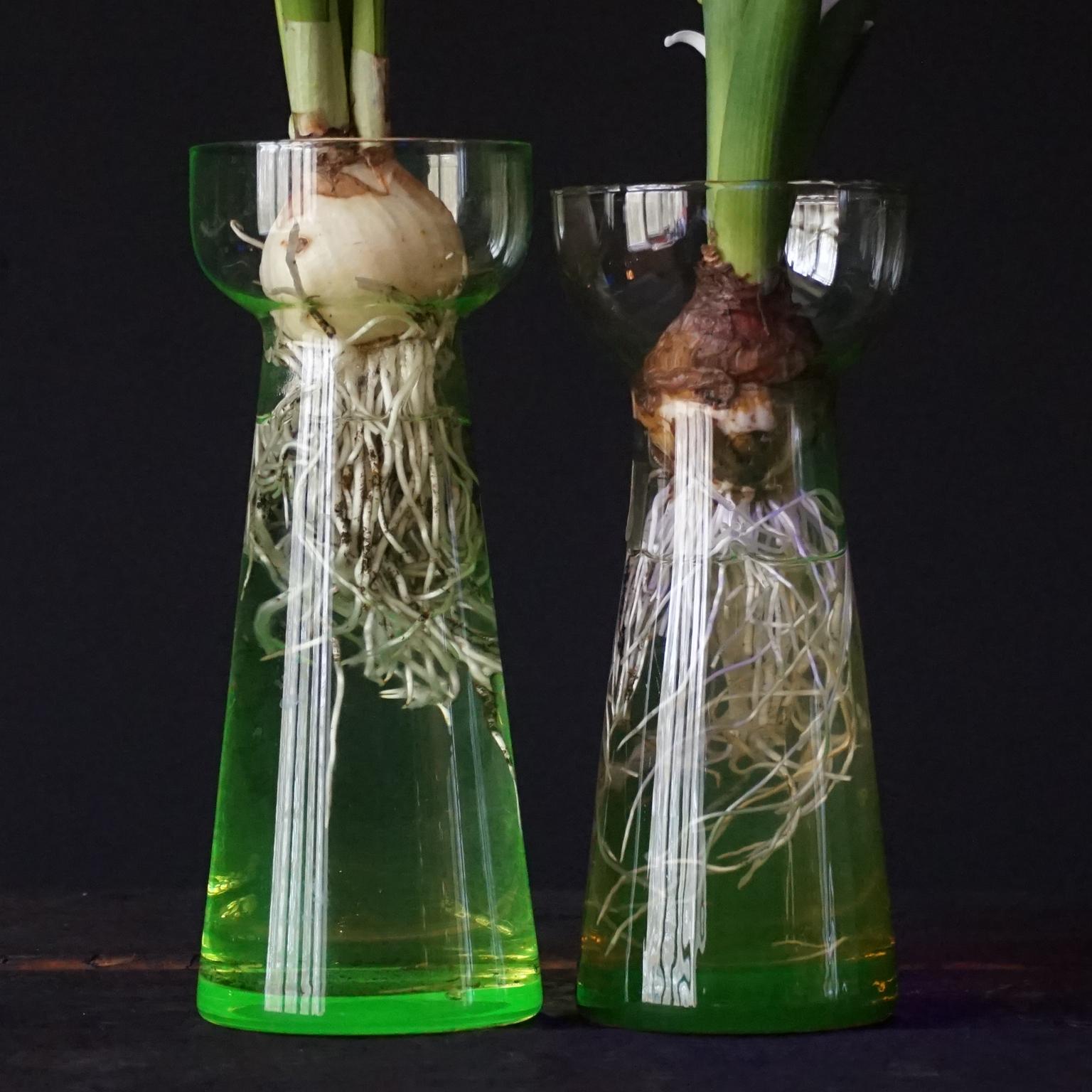 Fifteen Dutch 1960 Leerdam for Rimac Glass Flower Bulb Hyacinth and Crocus Vases 7