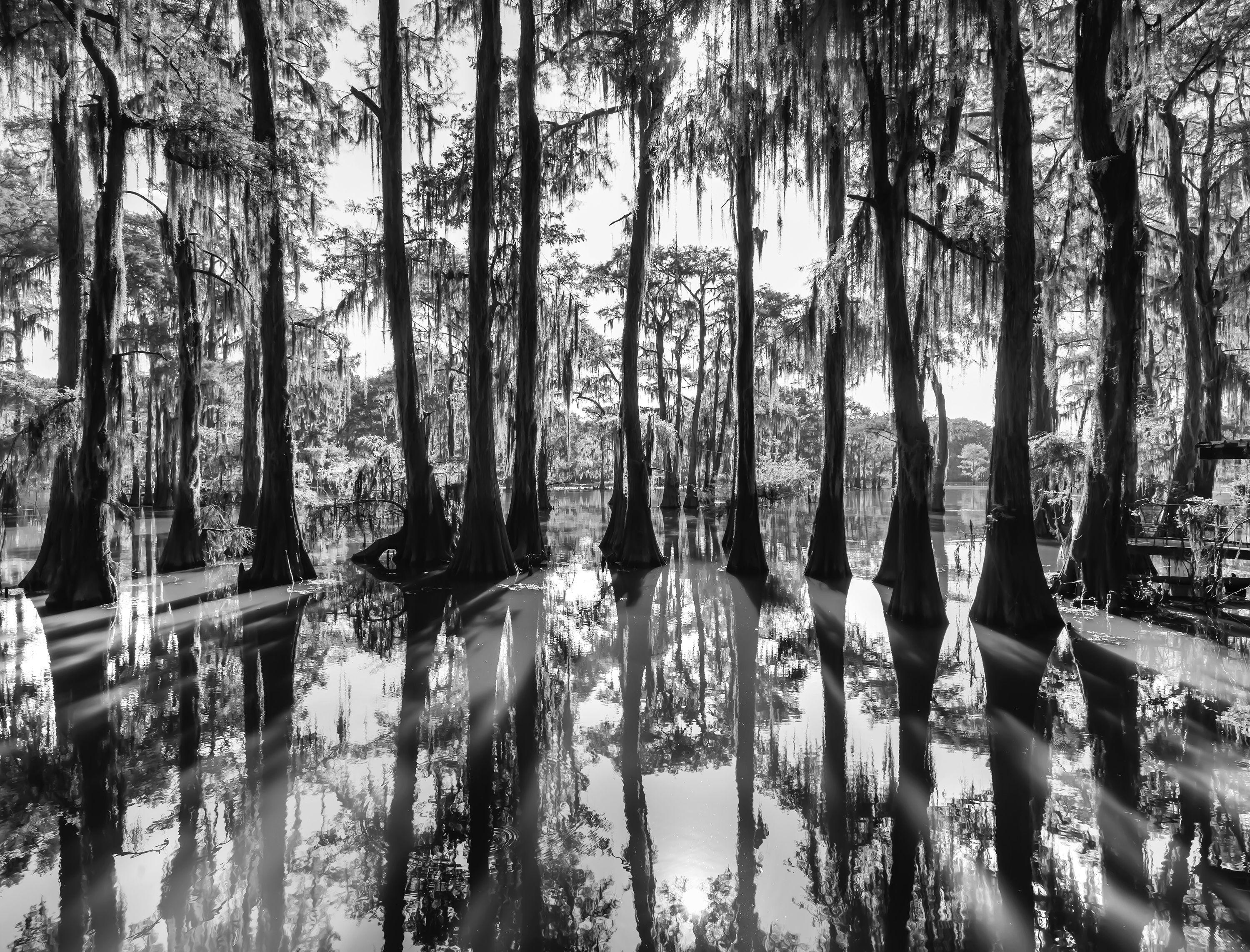 Fikry Botros Black and White Photograph - Cypress, Photograph, Archival Ink Jet