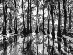 Cypress, Photograph, Archival Ink Jet