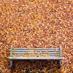 Fall in the park, Photograph, Archival Ink Jet