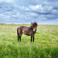 Summer Breeze - Brown horse in windswept, grass field w/ overcast cloudy sky