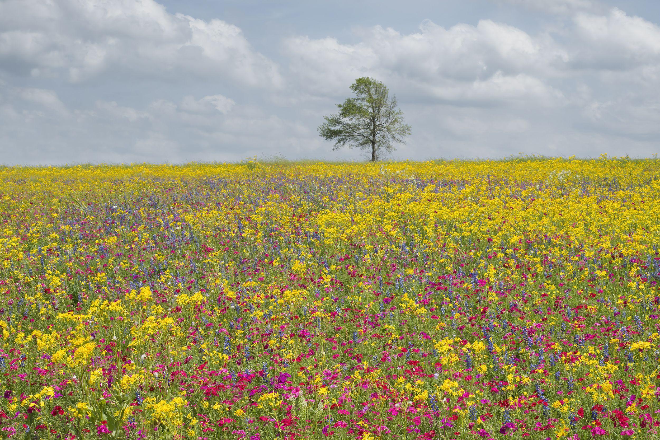 Texas Wild Flowers, Fotografie, Archivtintenstrahl