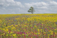 Texas Wild Flowers, Photograph, Archival Ink Jet