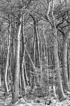 Der Wald, Fotografie, Archivtintenstrahl