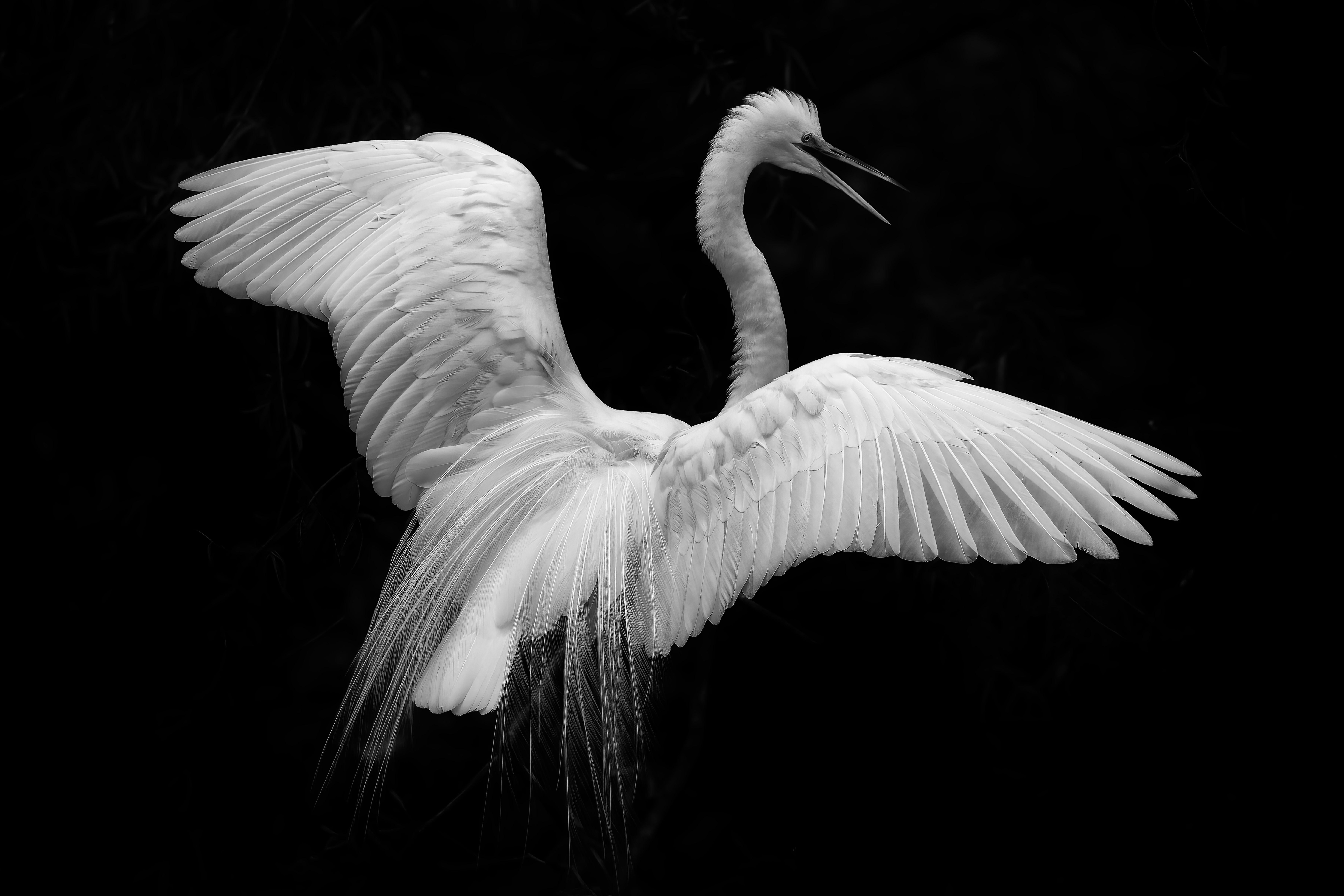 Fikry Botros Black and White Photograph - The Immigrant, Photograph, Archival Ink Jet