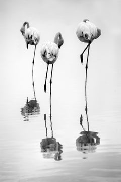 Die Philosophen, Fotografie, Archivtintenstrahl