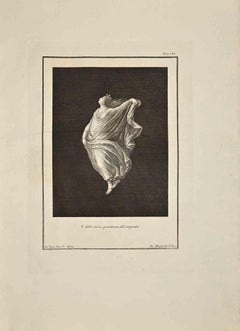 A Bacchante, die ihre Drapierung hält – Radierung von Filippo Morghen – 18. Jahrhundert
