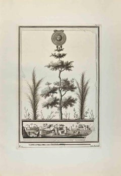 Tête de Méduse et jardin romain - Gravure de Filippo Morghen - 18ème siècle
