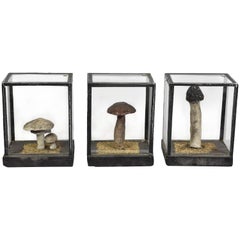 FINAL SALE Vintage Scientific Plaster Mushroom Models in Plexiglass Case