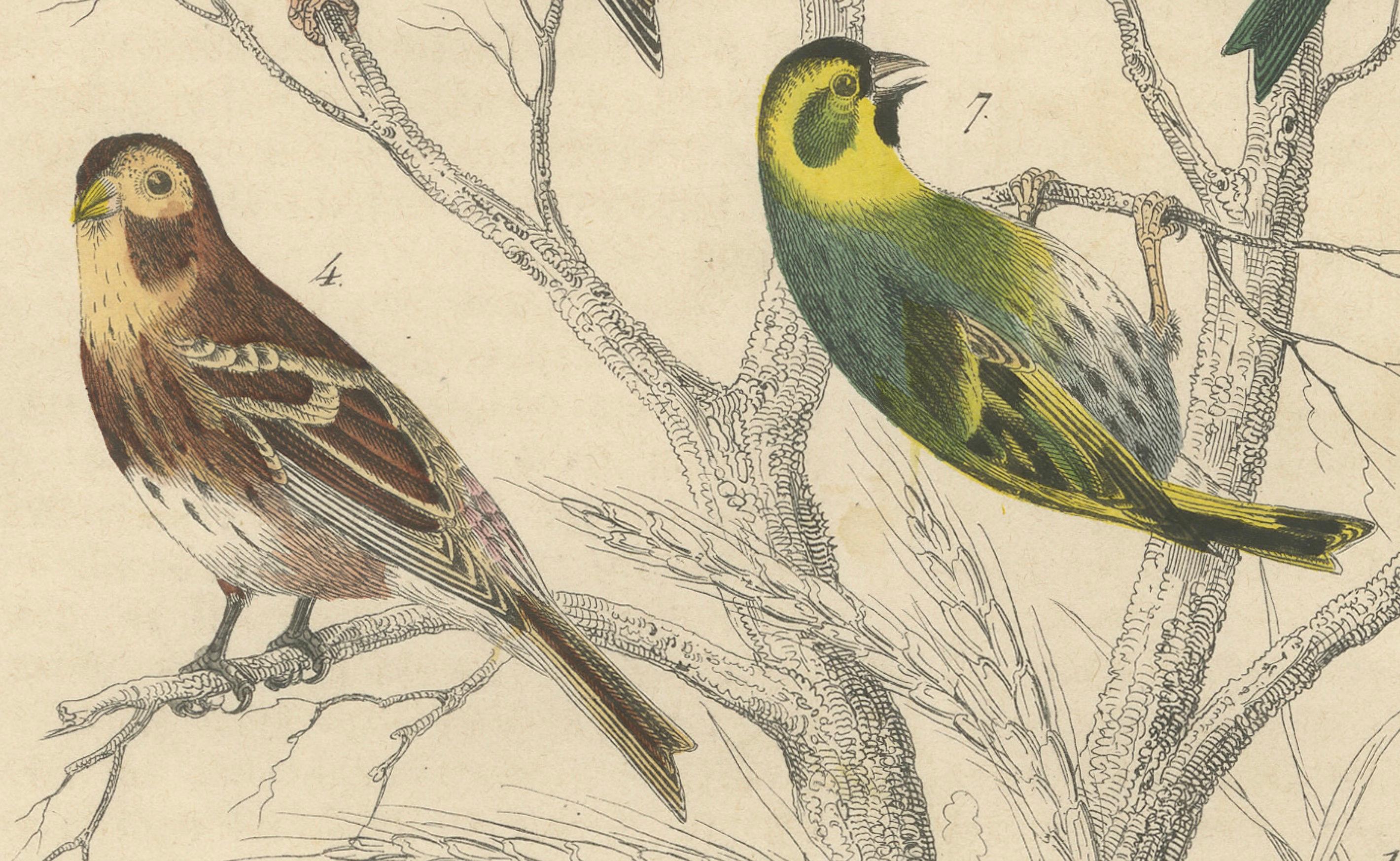Finches et moissons : une assemblée aérienne de 1849 - une lithographie collectionnée à la main Bon état - En vente à Langweer, NL