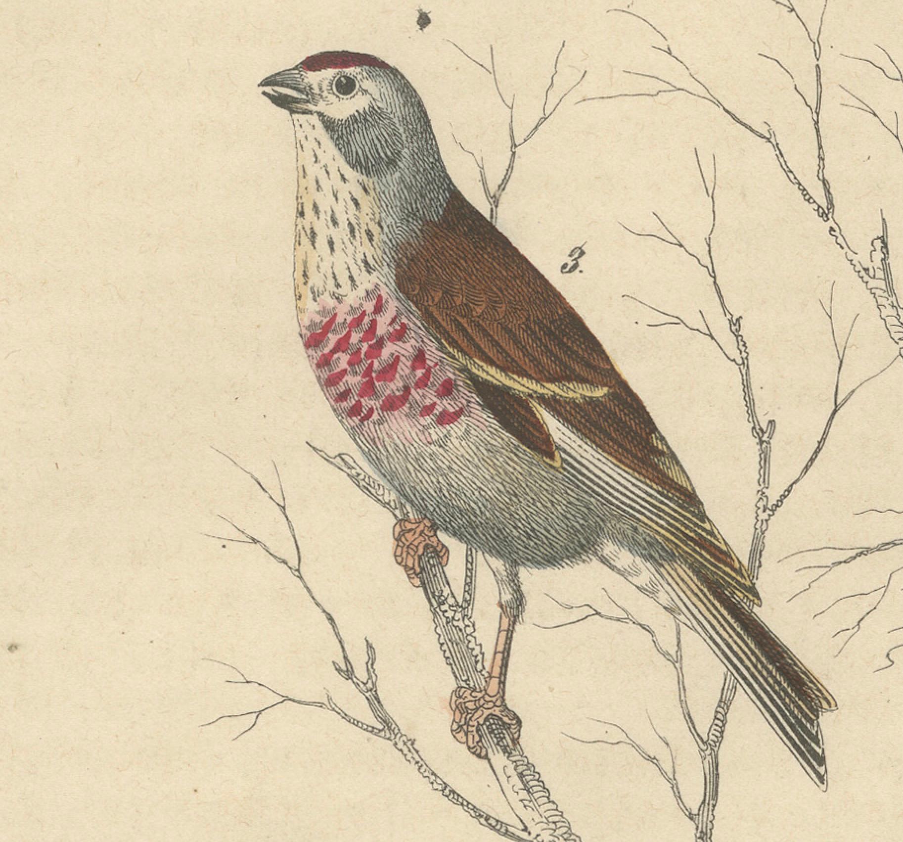 Milieu du XIXe siècle Finches et moissons : une assemblée aérienne de 1849 - une lithographie collectionnée à la main en vente
