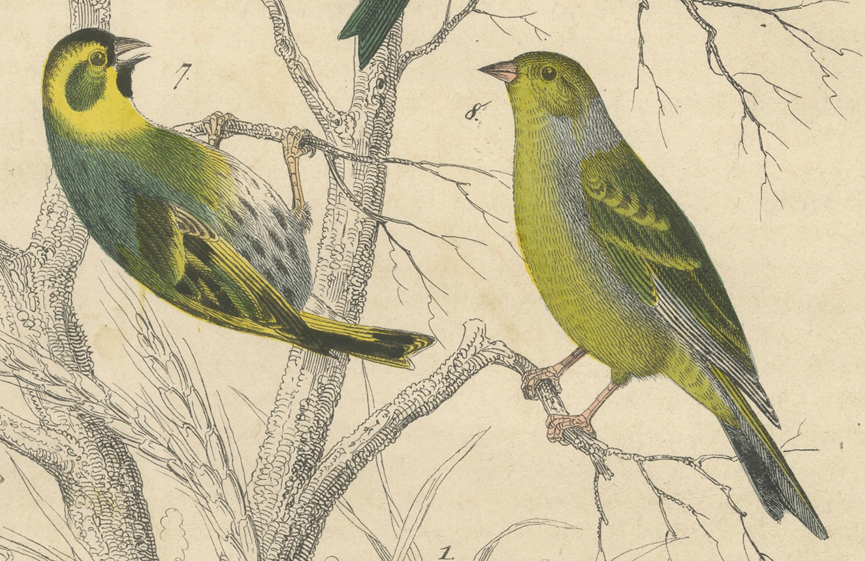 Finches et moissons : une assemblée aérienne de 1849 - une lithographie collectionnée à la main en vente 1