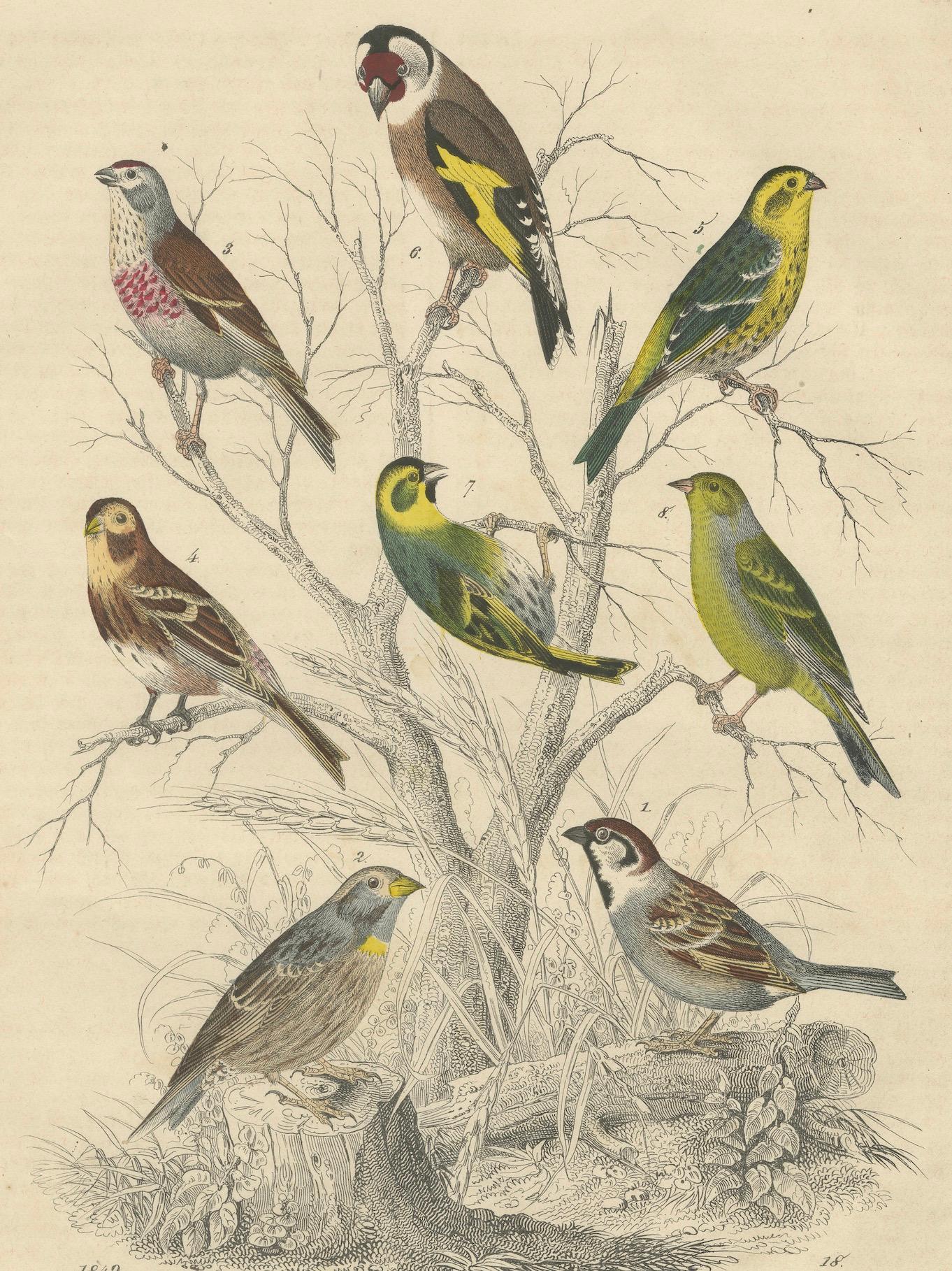 Finches et moissons : une assemblée aérienne de 1849 - une lithographie collectionnée à la main en vente 2
