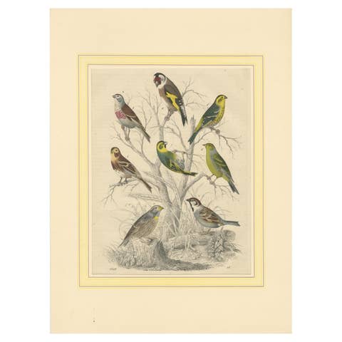 Finches and Sparrows: An 1849 Avian Assembly - A Hand-Coloured Lithograph