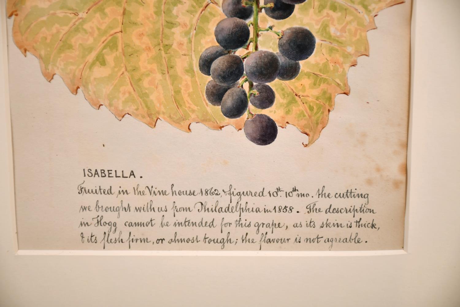 Artist/ School: English/ American School, 19th century, circa 1860's.

Title: Isabella Grapes on the vine. Interesting inscription telling the history of the drawing and how the original cutting was taken in Philadelphia, USA.

Medium: