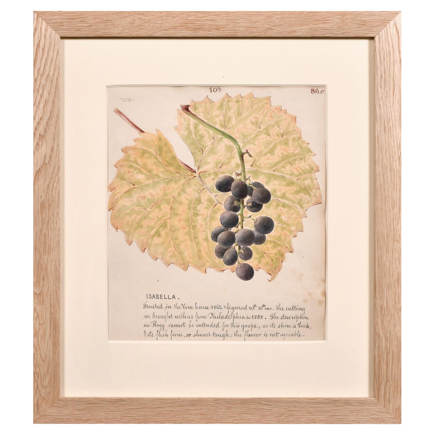Pregevole disegno botanico ad acquerello del 1860 - Isabella Uva sulla vite