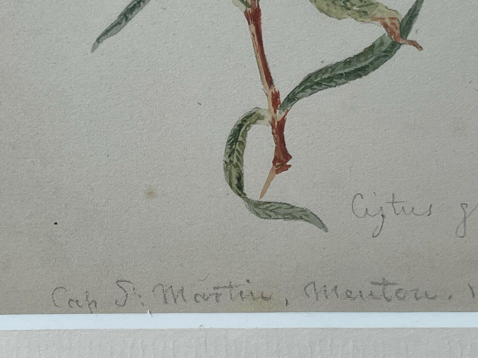 Artist/ School: English/ French School, 19th century, dated 1867. The location given is on the Cote d'Azur, though the style and writing possibly more likely English.

Title: Indistinctly inscribed.... 'glutinosus'? Also, inscribed, 