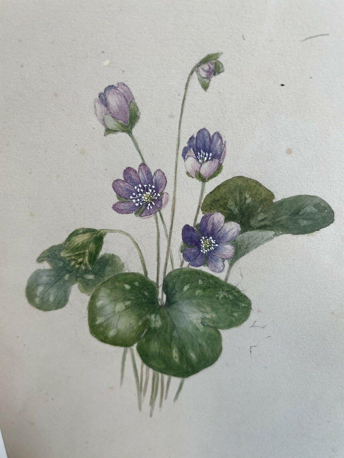 Artist/ School: English/ French School, 19th century, dated 1867. The location given is on the Cote d'Azur, though the style and writing possibly more likely English.

Title: Indistinctly inscribed.... 'Hepatica Acutiloba'? Also, inscribed,