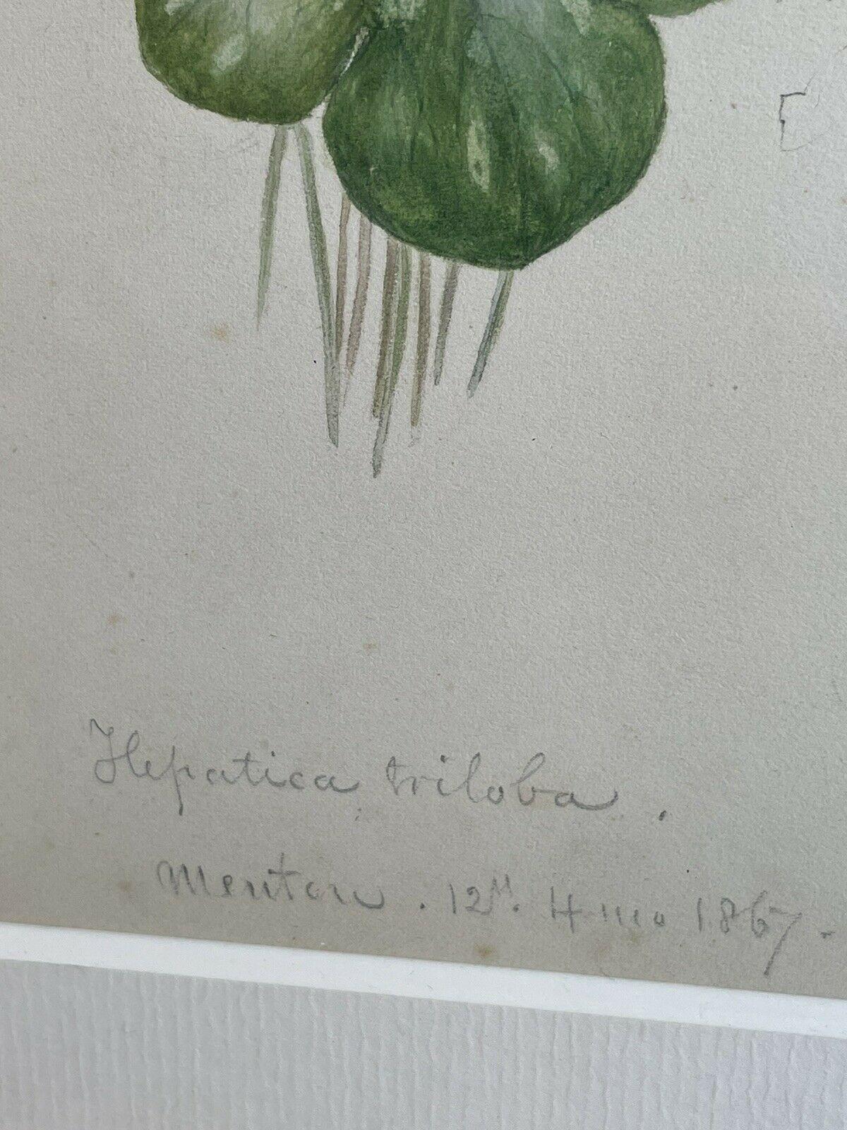 Botanische Aquarellzeichnung aus den 1860er Jahren - 1867 auf dem Cote D'azur gemalt (Viktorianisch) im Angebot