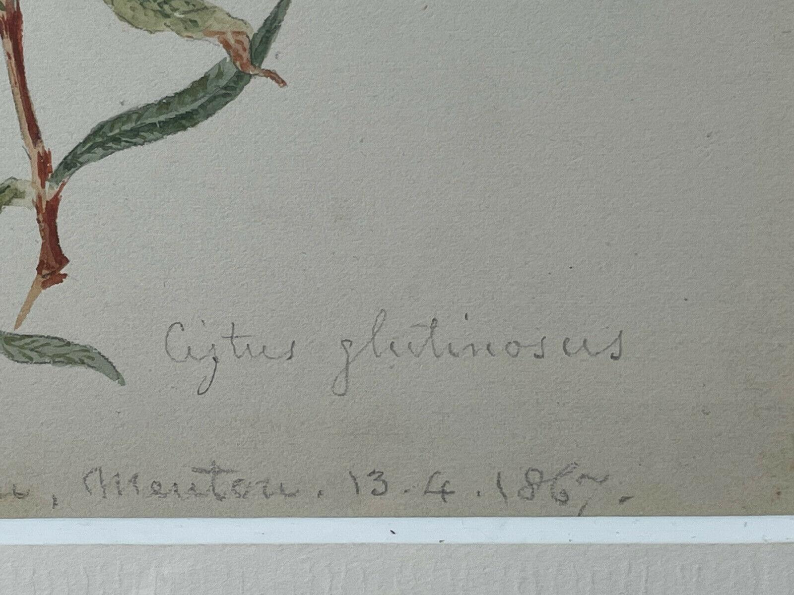 Botanische Aquarellzeichnung aus den 1860er Jahren, bemalt 1867 auf der Cote D'Azur im Zustand „Gut“ im Angebot in Cirencester, GB
