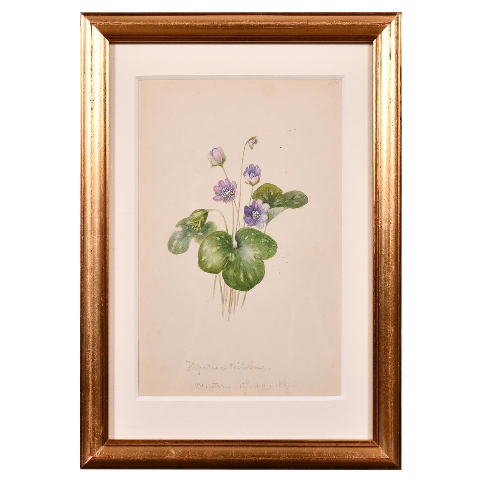 Fine 1860's Botannical Watercolour Drawing - Painted in 1867 on the Cote D'azur For Sale