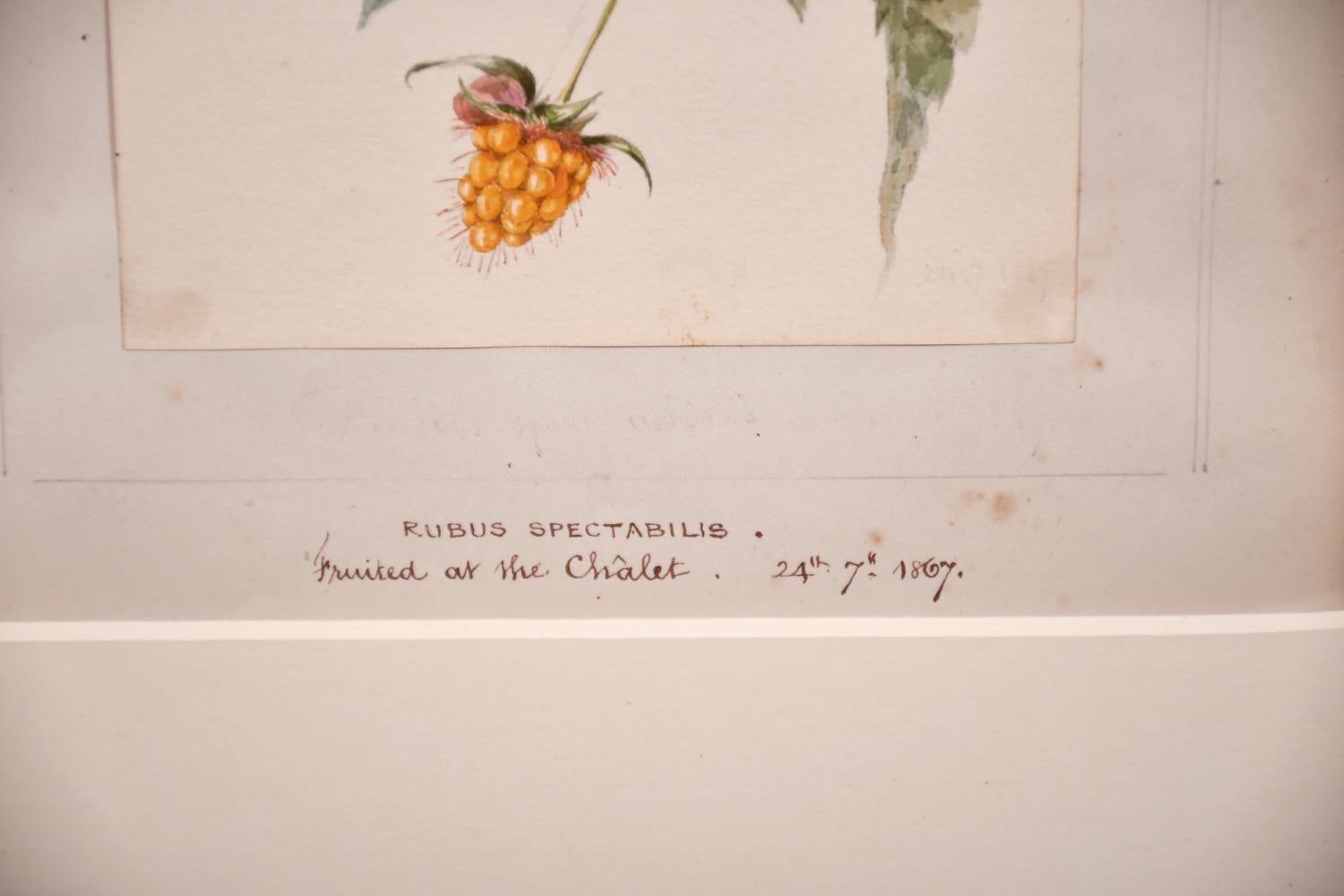 Artist/ School: English/ American School, 19th century, dated 1867

Title: Rubus Spectabilis, (which originated from America).

Medium: watercolour drawing on paper, with ink writing below

Size: image of fruit: 7 x 5 inches, image within