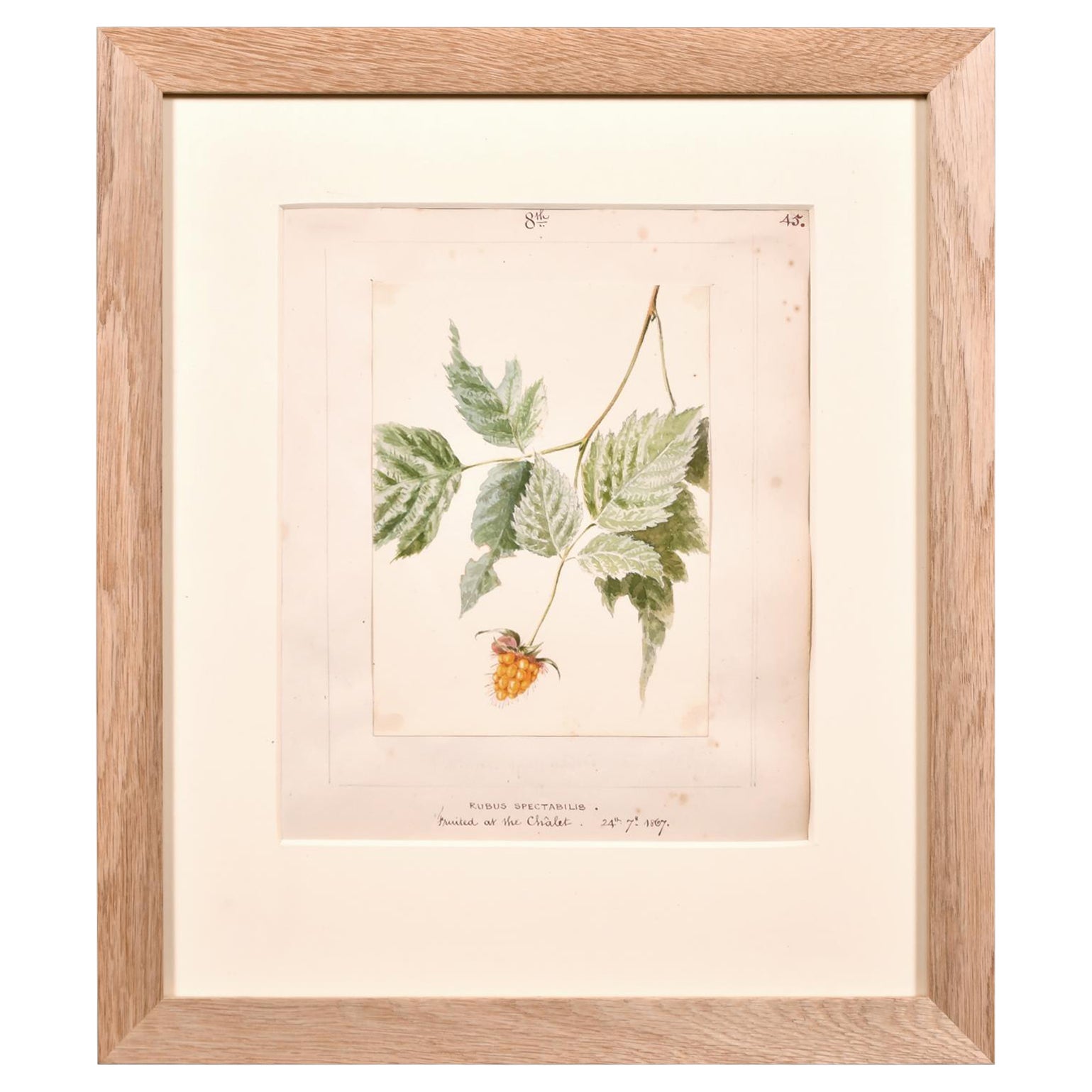 Fine 1860's Botannical Watercolour Drawing - Rubus Spectabilis Painted 1867