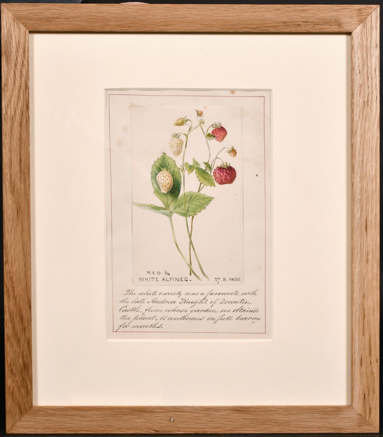 Artist/ School: English School, 19th century, dated 27/8/1860 lower right corner.

Title: Red & White Alpines, extensively inscribed lower section.

Medium: watercolour drawing on paper, with ink writing below

Size: image of fruit: 6.5 x 4