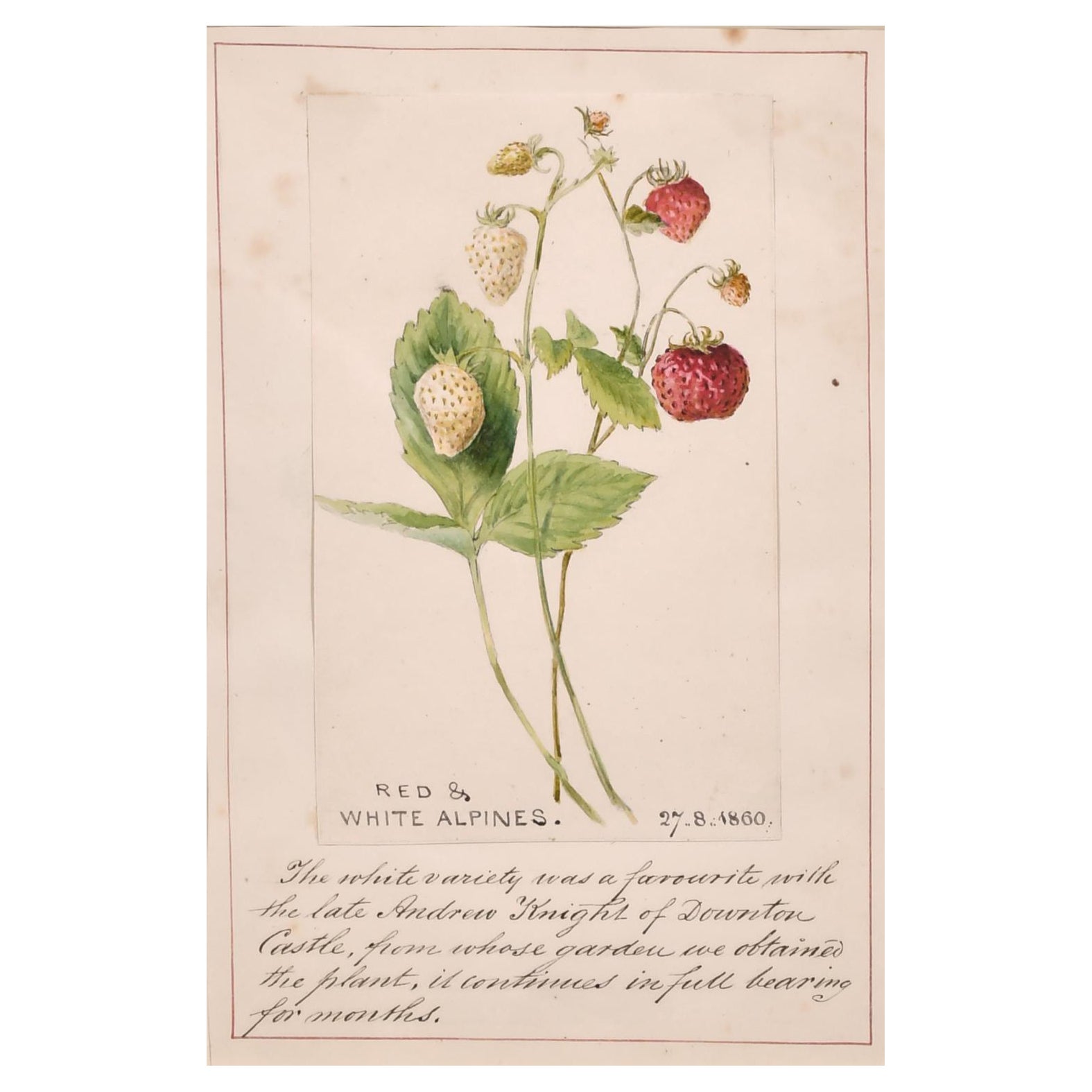Fine aquarelle botanique anglaise des années 1860 représentant des fraises d'un château