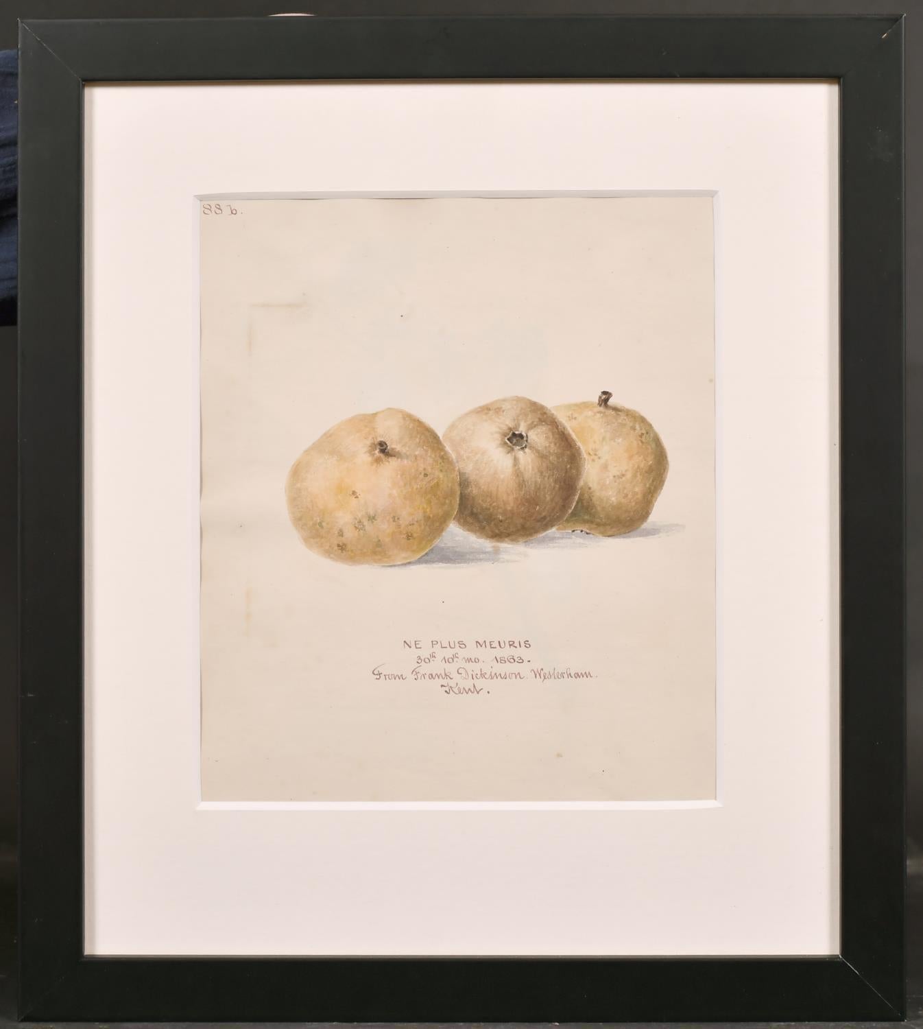 Artist / School: English School, 19th century, dated 1863

Title: botannical study 'Ne Plus Meuris'

Medium: watercolour drawing on paper, with ink inscription below

Size: image: 9.5 x 7.75 inches, overall frame: 15 x 13